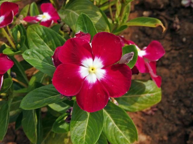 Catharanthus roseus (L.) G. Don.