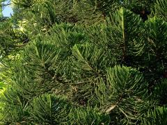 Blahočet ztepilý (Araucaria heterophylla (Salisb.) Franco)