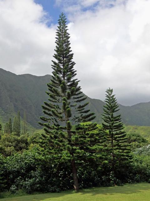 Araucaria columnaris (J. R. Forst.) Hook.