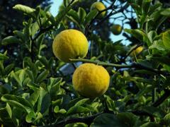 Citronečník trojlistý (Poncirus trifoliata (L.) Raf.)