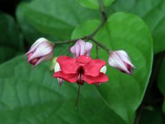 Clerodendrum x speciosum Dombr.