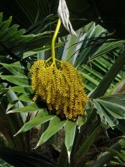 Pritchardia thurstonii F. Muell. & Drude