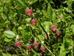 Brusnice (Vaccinium L.)