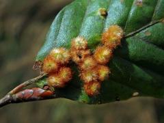 Hálky bejlomorky Hartigiola annulipes