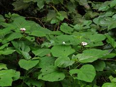 Clerodendrum chinense (Osb.) Mabberley