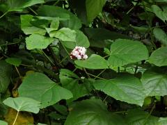 Clerodendrum chinense (Osb.) Mabberley