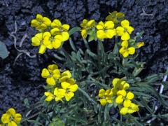 Trýzel (Erysimum etnense Jord.)