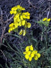 Trýzel (Erysimum etnense Jord.)