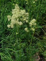 Žluťucha jednoduchá (Thalictrum simplex L.)    