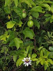 Mučenka purpurová (Passiflora edulis Sims var. flavicarpa)