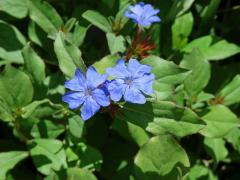 Rohovec (Ceratostigma Bunge)