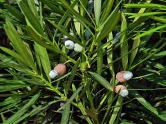 Podocarpus latifolius (Thunb.) R. Br. ex Mirb.