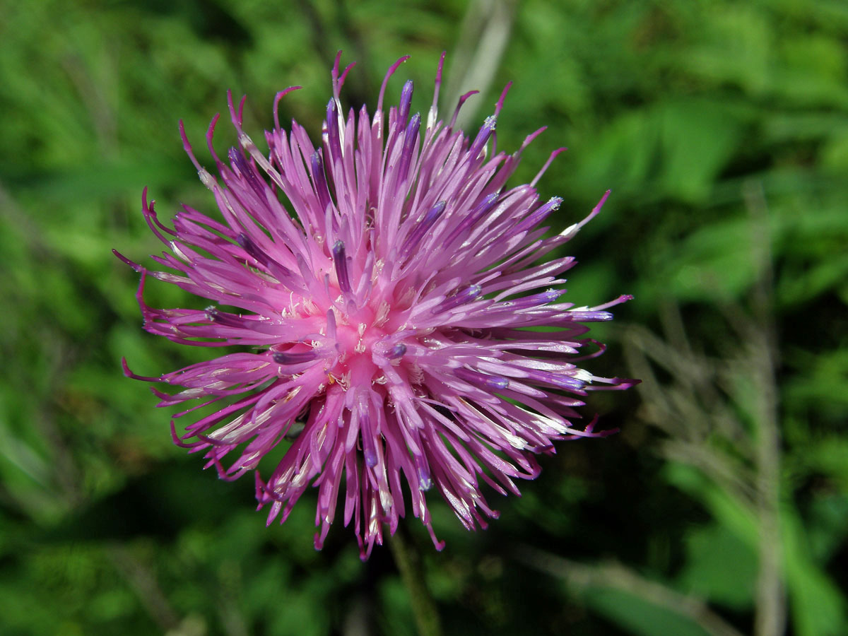 Bodlák sivý (Carduus defloratus subsp. glaucus (Rchb. f.) Nyman L.)