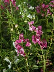 Angelonia salicariifolia Humb. & Bonpl.