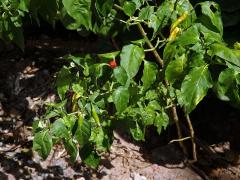 Paprika křovitá (Capsicum frutescens L.)