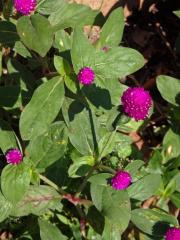 Pestrovka kulovitá (Gomphrena globosa L.)