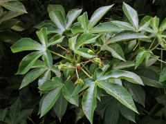 Dávivec bavlníkolistý (Jatropha gossypiifolia L.)