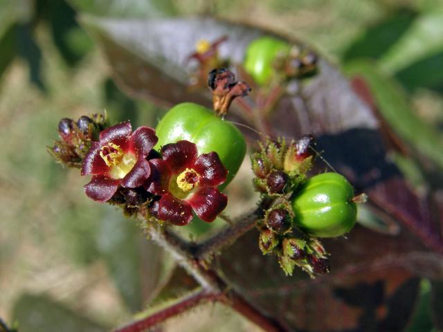 Dávivec bavlníkolistý (Jatropha gossypiifolia L.)