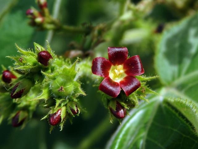 Dávivec bavlníkolistý (Jatropha gossypiifolia L.)