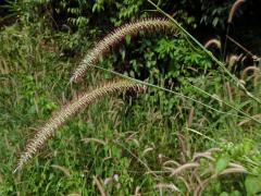 Dochan (Pennisetum polystachion (L.) J. A. Schultes)