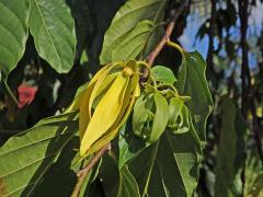 Kananga (Cananga odorata (Lam.) Hook. f. & T. Thomson)