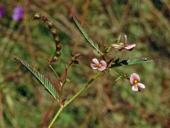 Choulostice (Aeschynomene americana L.)