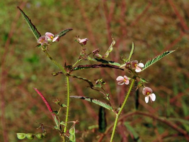 Choulostice (Aeschynomene americana L.)