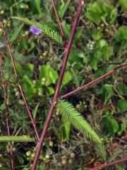 Choulostice (Aeschynomene americana L.)