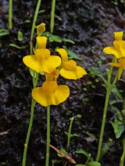 Bublinatka (Utricularia odorata Pellegr.)