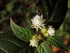 Alternanthera brasiliana (L.) Kuntze