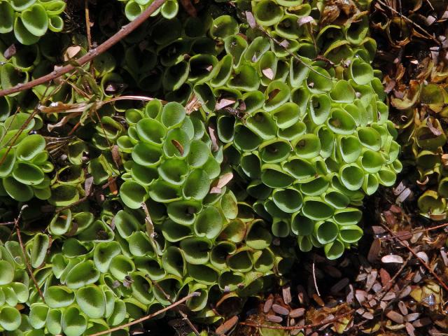 Nepukalka (Salvinia cucullata Roxb.)