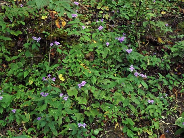 Barleria cristata L.