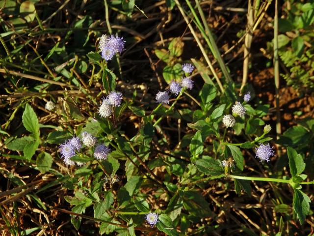 Conoclinium coelestinum (L.) DC.