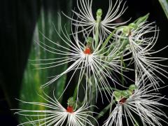 Habenaria medusa Kraenzl.