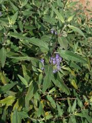 Ořechokřídlec klandonský (Caryopteris × clandonensis Simmonds)