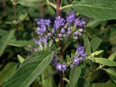 Ořechokřídlec klandonský (Caryopteris × clandonensis Simmonds)