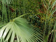 Livistona chinensis (Jacq.) R. Br. ex Mart