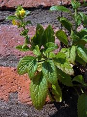 Lindenbergia phillipinensis Benth.