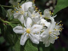 Trojpuk štíhlý (Deutzia gracilis Siebold & Zucc.)