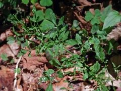 Řeřišnice křivolaká (Cardamine flexuosa With.)