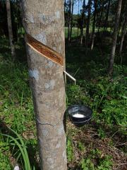 Kaučukovník brazilský (Hevea brasiliensis (Willd. ex Adr. Juss.) Muell. Arg.)