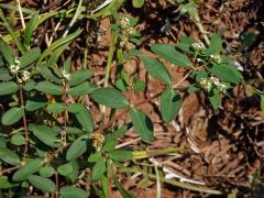 Chamaesyce hyssopifolia (L.) Small