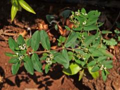 Chamaesyce hyssopifolia (L.) Small