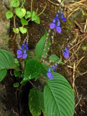 Rhynchoglossum Blume