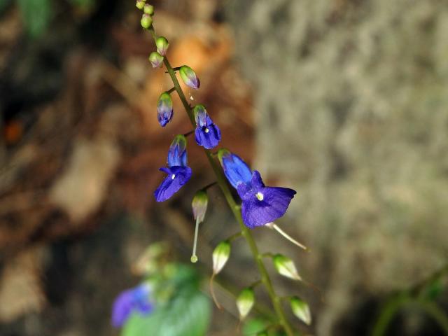 Rhynchoglossum obliquum Blume