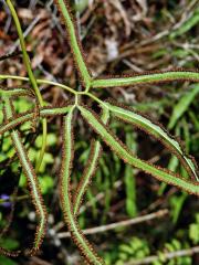 Lygodium circinnatum (Burm. f.) Sw.