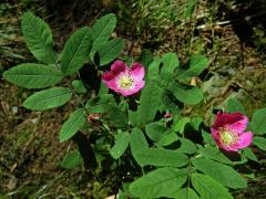 Růže převislá (Rosa pendulina L.)