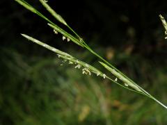 Zblochan vzplývavý (Glyceria fluitans (L.) R. Br.)