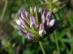 Bituminárie modrá (Bituminaria bituminosa (L.) Stirton)