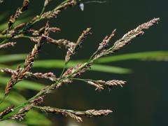 Zblochan vodní (Glyceria maxima (Hartm.) Holmb.)